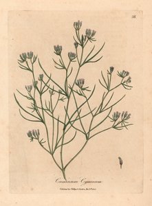 ピンクの花のクミン、Cuminum cyminum、ウィリアム・ウッドビルのジェームズ・ソワービーとサー・ウィリアム・ジャクソン・フッカーの「医学植物学」1832年による植物のイラストから（手彩色の銅版の彫刻） 作： James (after) Sowerby