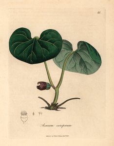 ウィリアム・ウッドヴィルとサー・ウィリアム・ジャクソン・フッカーの「医学植物学」1832年のジェームズ・ソワービーによる植物のイラストからの紫の花のアサラバッカ、または野生のショウガ、アサルム・ユーロパウム（手彩色の銅版彫刻） 作： James (after) Sowerby