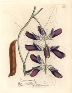 ウィリアム・ウッドヴィルとサー・ウィリアム・ジャクソン・フッカーの「医学植物学」1832年のジェームズ・ソワービーによる植物のイラストからの紫の花のカウハージ・ドリコス、ドリコス・プリエンス（手描きの銅版彫刻） 作： James (after) Sowerby