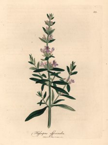 紫の花のヒソップ、Hyssopus officinalis、ウィリアム・ウッドビルのジェームズ・ソワービーとウィリアム・ジャクソン・フッカー卿の「医学植物学」1832年による植物図から（手彩色の銅版彫刻） 作： James (after) Sowerby