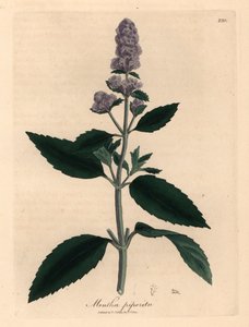 紫の花のペパーミント、Mentha piperita、ウィリアム ウッドビルのジェームズ ソワービーによる植物図とウィリアム ジャクソン フッカー卿の「医学植物学」1832 年 (手彩色の銅版彫刻) 作： James (after) Sowerby
