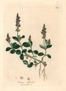 紫の花のベロニカ、ベロニカ オフィシナリス、ウィリアム ウッドビルのジェームズ ソワービーによる植物図とウィリアム ジャクソン フッカー卿の「医学植物学」1832 年 (手彩色の銅版彫刻) 作： James (after) Sowerby