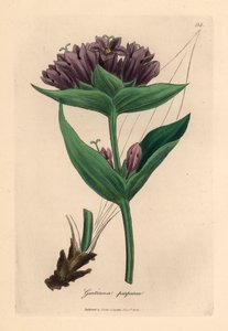 Purple gentian, Gentiana purpurea, from a botanical illustration by James Sowerby from William Woodville and Sir William Jackson Hooker