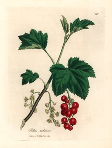 スグリの木、Ribes rubrum、ウィリアム・ウッドビルのジェームズ・ソワービーによる植物図とウィリアム・ジャクソン・フッカー卿の「医学植物学」1832年 (手描きの銅版彫刻)