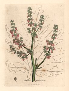 ルバーブの花と茎、葉の輪郭、ダイオウ、ウィリアム・ウッドビルのジェームズ・ソワービーとウィリアム・ジャクソン・フッカー卿の「医学植物学」1832年の植物図から（手描きの銅版彫刻） 作： James (after) Sowerby