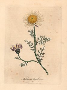 白と黄色のスパニッシュカモミール、Anthemis pyrethrum、ウィリアム ウッドビルの James Sowerby とウィリアム ジャクソン フッカー卿の「Medical Botany」1832 による植物のイラスト (手彩色の銅版彫刻) 作： James (after) Sowerby