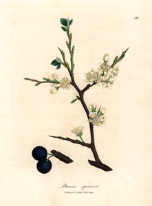 ウィリアム・ウッドビルのジェームズ・ソワービーとウィリアム・ジャクソン・フッカー卿の「医学植物学」1832年（手彩色の銅版彫刻）の植物イラストからのスローツリー、プルナス・スピノサの白い花と青い果実 作： James (after) Sowerby