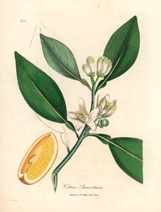 オレンジの木の白い花と熟した果実の部分、Citrus aurantium、ウィリアム・ウッドビルのジェームズ・ソワービーとウィリアム・ジャクソン・フッカー卿の「医学植物学」1832年の植物図から（手描きの銅版彫刻） 作： James (after) Sowerby