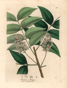 白い花を咲かせたマホガニーの木、Swietenia mahogani、1832 年にウィリアム ウッドヴィルとサー ウィリアム ジャクソン フッカーの「医学植物学」からジェームズ・ソワービーが描いた植物のイラスト (手彩色の銅版彫刻) 作： James (after) Sowerby