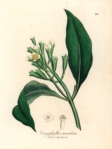 ウィリアム・ウッドビルのジェームズ・ソワービーとウィリアム・ジャクソン・フッカー卿の「医学植物学」1832年による植物のイラストからの白い花のクローブスパイスツリー、カリオフィルス・アロマティックス（手彩色の銅版彫刻）
