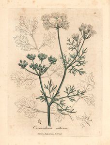 白い花のコリアンダー、Coriandrum sativum、ウィリアム・ウッドビルのジェームズ・ソワービーによる植物図とウィリアム・ジャクソン・フッカー卿の「医学植物学」1832年（手彩色の銅版彫刻） 作： James (after) Sowerby
