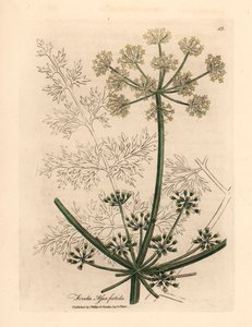白い花の巨大なフェンネルまたは asafetida、Ferula assafoetida、James Sowerby による William Woodville の植物図と、Sir William Jackson Hooker の「Medical Botany」1832 (手描きの銅版彫刻)