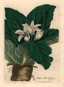 白い花のマンドレーク、Atropa mandragora 、ウィリアム・ウッドビルのジェームズ・ソワービーによる植物図とウィリアム・ジャクソン・フッカー卿の「医学植物学」1832年（手彩色の銅版彫刻） 作： James (after) Sowerby