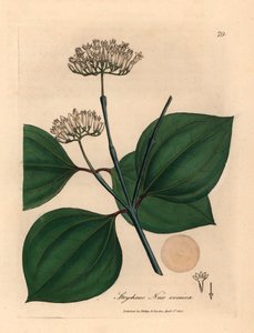 ウィリアム・ウッドビルのジェームズ・ソワービーとサー・ウィリアム・ジャクソン・フッカーの「医学植物学」1832年による植物のイラストからの白い花の毒の実、Strychnos nux vomica（手塗りの銅版の彫刻） 作： James (after) Sowerby