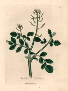 白い花のクレソン、Sisymbrium nasturtium、ウィリアム・ウッドビルのジェームズ・ソワービーとウィリアム・ジャクソン・フッカー卿の「医学植物学」1832年による植物のイラストから（手塗りの銅版の彫刻） 作： James (after) Sowerby