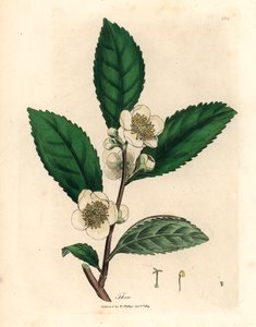 白い花と緑茶の葉、Thea bohea、Camellia sinensis、James Sowerby による William Woodville の植物図と William Jackson Hooker 卿の「Medical Botany」1832 (手描きの銅版彫刻) 作： James (after) Sowerby