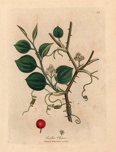 ウィリアム・ウッドビルのジェームズ・ソワービーとウィリアム・ジャクソン・フッカー卿の「医学植物学」1832年の植物図からの中国のスミラックスの白い花、巻きひげ、赤いベリー（手塗りの銅版彫刻） 作： James (after) Sowerby