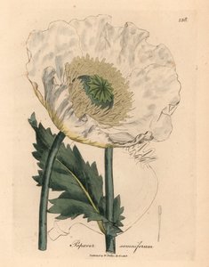 白いケシ、ケシ、ウィリアム・ウッドビルのジェームズ・ソワービーによる植物図とウィリアム・ジャクソン・フッカー卿の「医学植物学」1832年（手彩色の銅版彫刻） 作： James (after) Sowerby