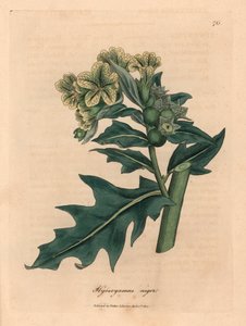 ウィリアム・ウッドビルのジェームズ・ソワービーとウィリアム・ジャクソン・フッカー卿の「医学植物学」1832年による植物のイラストからの黄色の花が咲く黒いヘンベイン、Hyoscyamus niger（手描きの銅版彫刻） 作： James (after) Sowerby