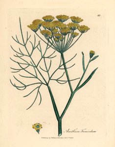 黄色の花フェンネル、Anethum foeniculum、ウィリアム・ウッドヴィルのジェームズ・ソワービーによる植物図とウィリアム・ジャクソン・フッカー卿の「医学植物学」1832年 (手彩色の銅版彫刻)