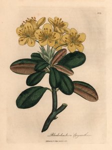 黄色い花のシャクナゲ、シャクナゲ、ウィリアム・ウッドビルのジェームズ・ソワービーによる植物図とウィリアム・ジャクソン・フッカー卿の「医学植物学」1832年（手描きの銅版彫刻） 作： James (after) Sowerby