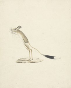 Jerboa No. 4（紙のグラファイト上のトイレ） 作： James 1730 94 Bruce