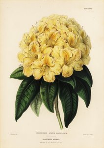 ゴールデン・シャクナゲ（Rhodendron aureum magniflorum 作： James Andrews