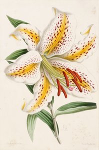 リリー、「The Floral Magazine」、1861-71