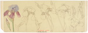 植物学、1900-30（紙にトイレ） 作： James Atherton