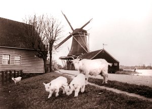 ヤギ、オランダ、ランダム、1898年。 作： James Batkin
