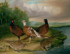 ノーフォーク、ウェンサム川のほとりのキジ（油彩・キャンバス 作： James Blazeby