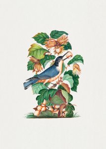 美しいゴジュウカラ 作： James Bolton