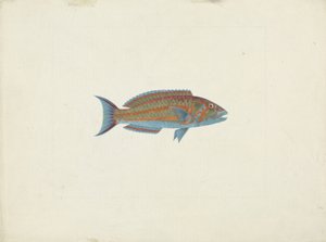魚、エル・ハデリ・インボ（紙のグラファイトにガッシュ） 作： James Bruce