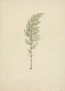 Arundinaria alpine K. Schum. （アフリカンバンブー）：根付きクセ描き終わり 作： James Bruce