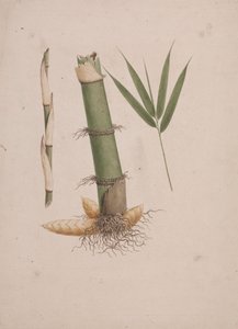 Arundinaria alpina K. Schum。 (アフリカの竹): 茎と葉のあるシュートのセクションの完成図
