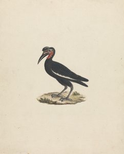 Bocorvus abyssinicus (アビシニアン オオサイチョウ) 作： James Bruce
