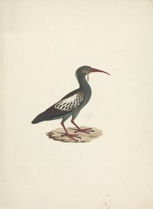 Bostrychia carunculata (Wattled Ibis)   1445373   ja       japanese Successfully Translated  Original: Genl. William F. Packer (hand-coloured lithograph) Translat: Genl. William F. Packer (hand-coloured lithograph) 1451088 ja japanese Successfully Translat 作： James Bruce