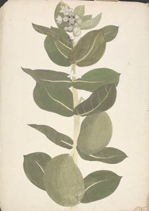 Calotropis procera (Ait.) Ait. f. (Maçã de Sodoma, Árvore Auricular): desenho finalizado de planta com flor e frutificação 作： James Bruce