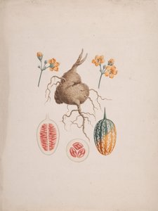 Coccinia abyssinica (Lam.): 完成した描画、塊茎と果実の詳細