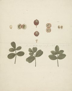 Commiphora gileadensis (L.) C. Chr. (ギレアデの香油、オポバルサム): 果実、切り分けた果実、葉の描き終わり