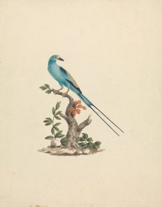 Coracias abyssinicus (rolo abissínio) 作： James Bruce
