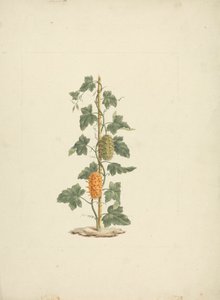 Cucumis metuliferus Naud (ワイルド キュウリ): 完成図 作： James Bruce