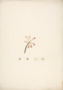 Euphorbia nubica N.E. Br. (Nubian Spurge): desenho finalizado do broto de floração e frutificação, com detalhes das dissecações florais 作： James Bruce