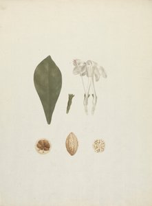 Gardenia ternifolia Schum.& Thonn. (Jovis-Tonantis): valmis piirros, jossa on lisäyksityiskohtia hedelmästä 作： James Bruce