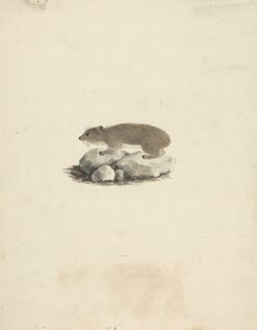 Heterohyrax brucei (イエロースポットロックハイラックス) 作： James Bruce