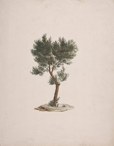 Juniperus procera Endl。 (アフリカペンシルシダー): 木の習性を描き終えたもの 作： James Bruce