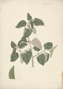 シソ科 (不定種): 花のない葉っぱの芽の完成図
