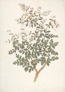 Lawsonia inermis L. (ヘナ): 開花葉のシュートの完成図
