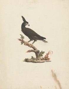 Lophaetus occipitalis (pitkäharjakotka) 作： James Bruce