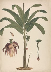 Musa x sapientum L. (Banana): 花序の詳細を描き終えた 作： James Bruce